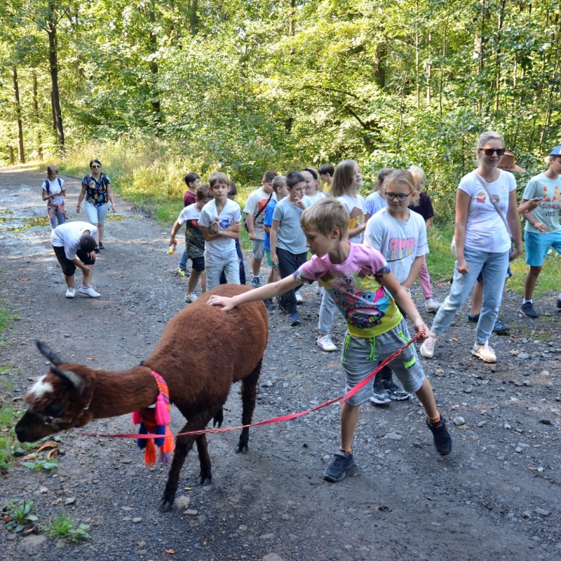 Kolejni uczniowie oprowadzają alpaki