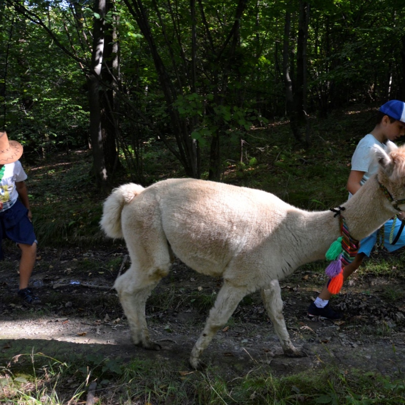 Stanowcze prowadzenie alpak