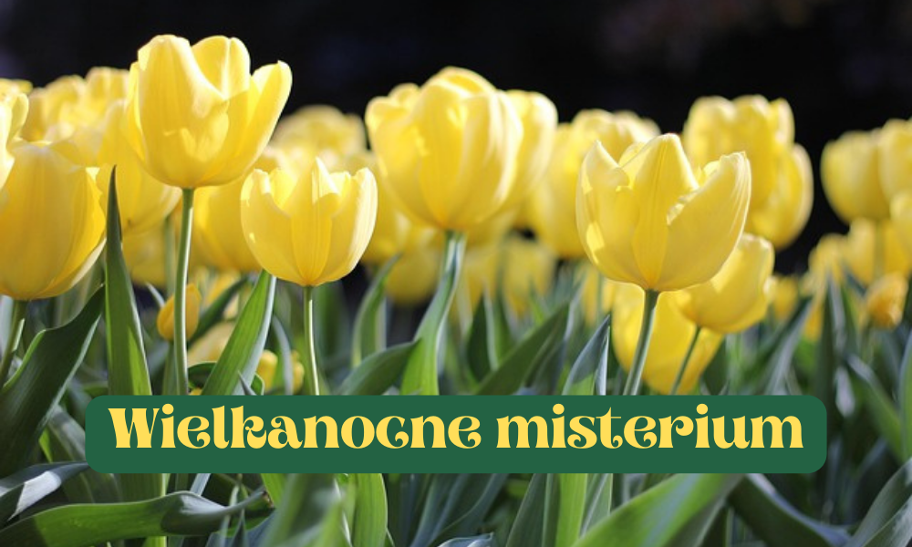 żółte tulipany z napisem wielkanocne misterium