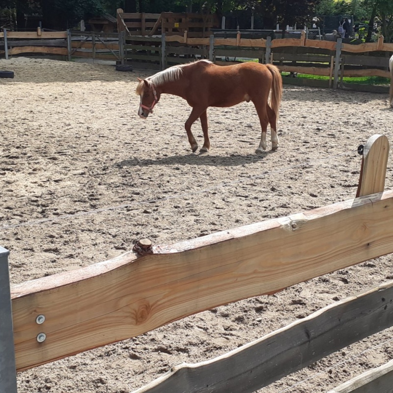 Konie na wybiegu w mini zoo